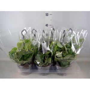 Scindapsus pictus 'Argyraeus'