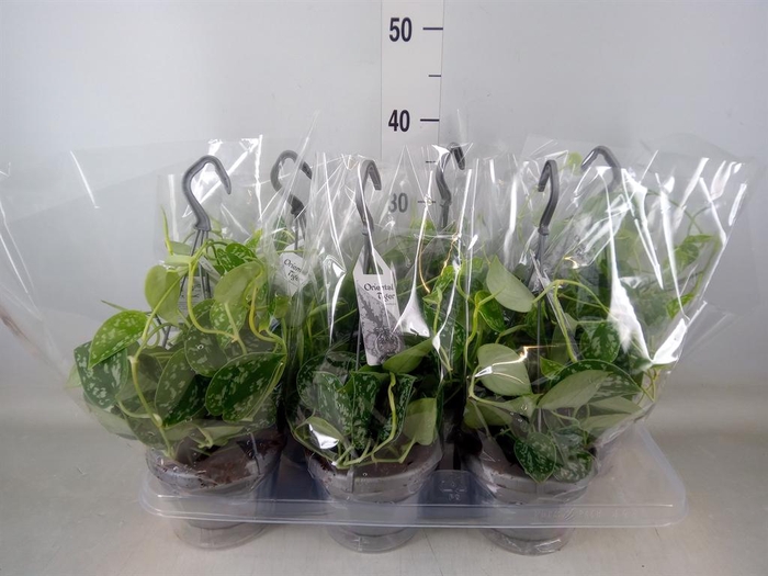 <h4>Scindapsus pictus 'Argyraeus'</h4>