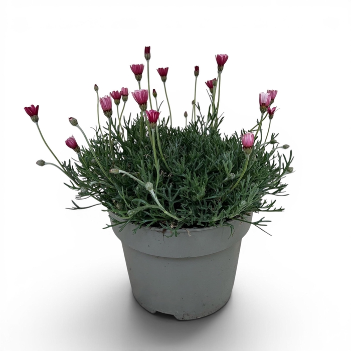 <h4>Rhodanthemum 'Marakech' C3</h4>