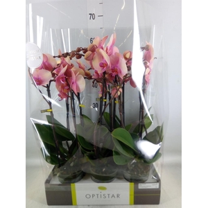 Phalaenopsis   ...rose