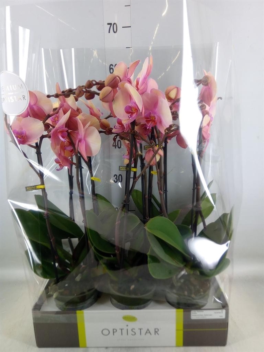 <h4>Phalaenopsis   ...rose</h4>