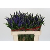 Veronica Skyler Blue