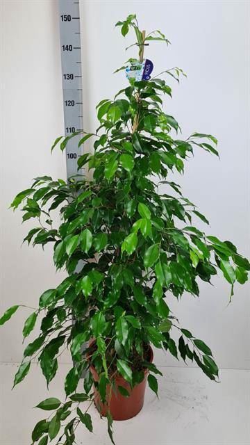 <h4>Ficus benja. 'Exotica'</h4>