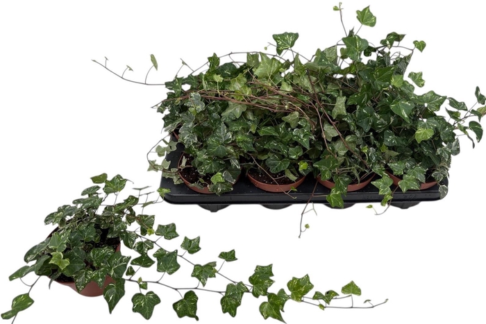 <h4>HED HE KOLIBRI</h4>