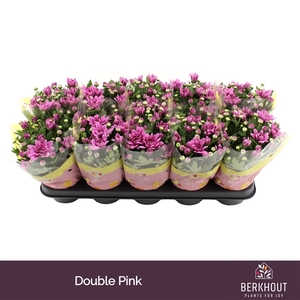 Chrysanthemum Indicum Grp Dynamic