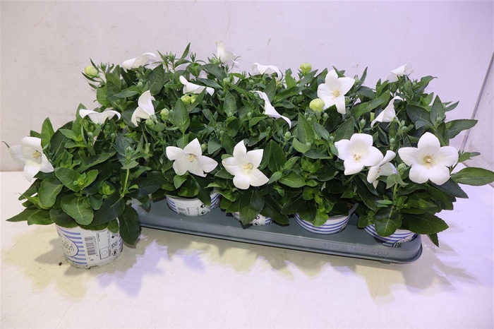 <h4>Platyco Gr Astra Whi</h4>