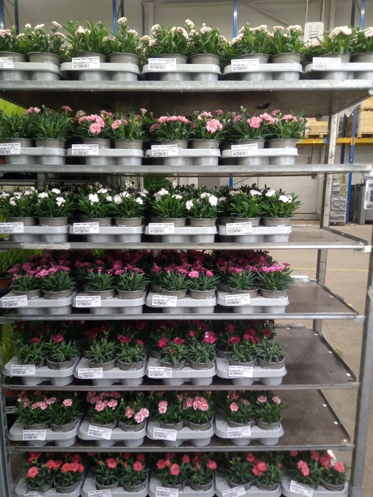<h4>Dianthus  'Super Trouper Oscar'</h4>