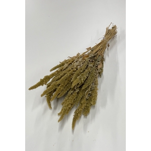 DROOG AMARANTHUS GROEN