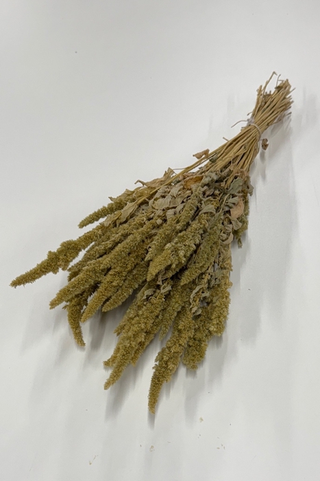 <h4>DROOG AMARANTHUS GROEN</h4>