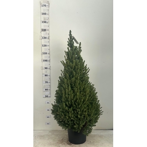 PICEA GL CONICA