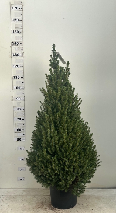 <h4>PICEA GL CONICA</h4>
