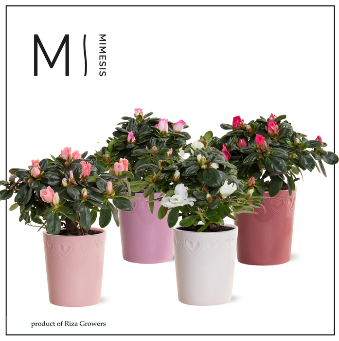 <h4>Azalea Mix - 9 cm in Nienke - Luxury World</h4>