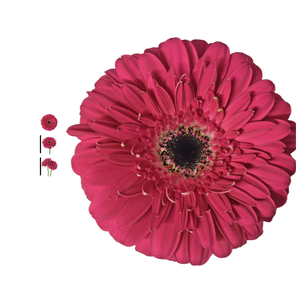 GERBERA LANDMARK < 050 CM < 10 CM DIAM PINK