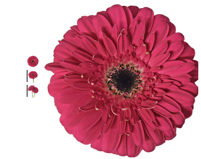 <h4>GERBERA LANDMARK < 050 CM < 10 CM DIAM PINK</h4>