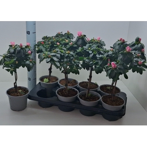 RHODO SI GEM