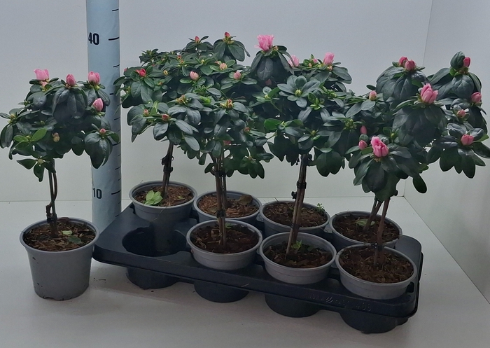 <h4>RHODO SI GEM</h4>