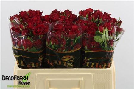 <h4>R Tr Pushkin</h4>