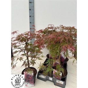Acer palmatum 'Garnet'