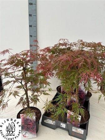 <h4>Acer palmatum 'Garnet'</h4>