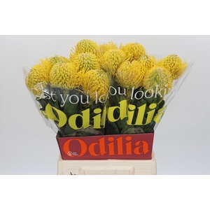 Nutans Ayoba Yellow