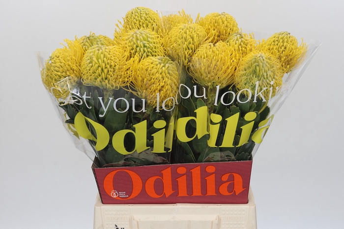 <h4>Nutans Ayoba Yellow</h4>