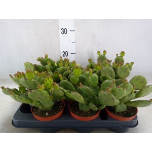 Opuntia humifusa