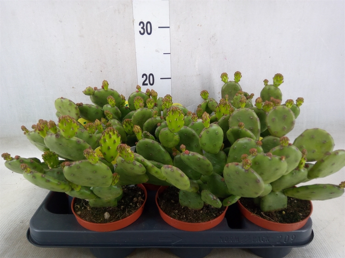 <h4>Opuntia humifusa</h4>