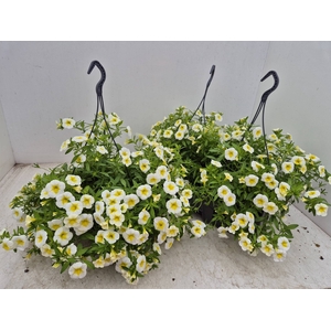 CALIB MINIF LEMON