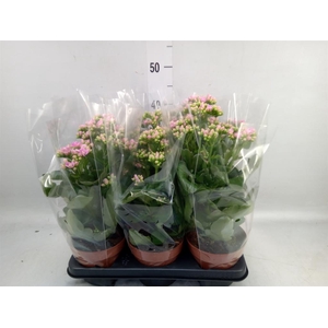 Kalanchoe  'RoseFlow Graceful Pink'