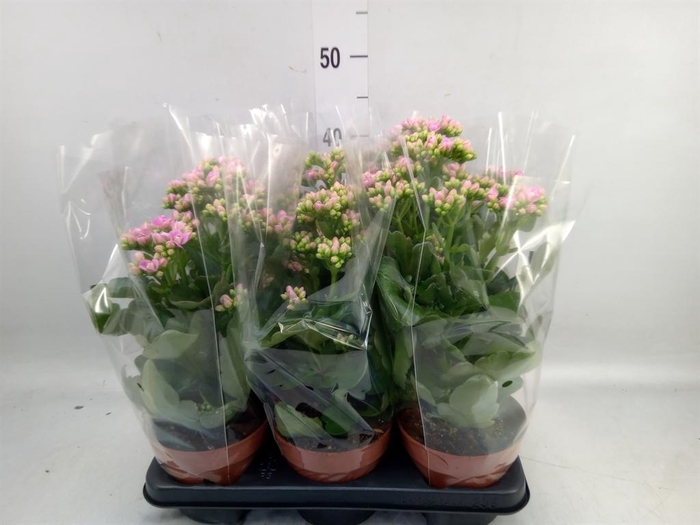<h4>Kalanchoe  'RoseFlow Graceful Pink'</h4>