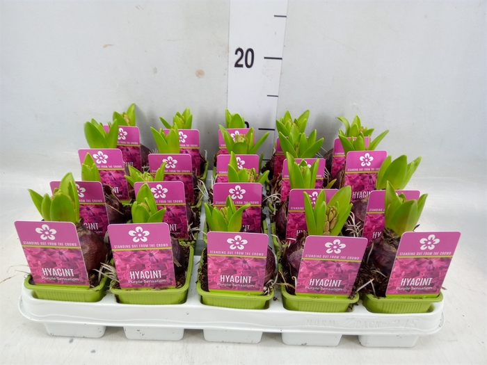 <h4>Hyacinthus orie. 'Purple Sensation'</h4>