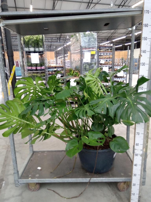 <h4>Monstera delic.</h4>