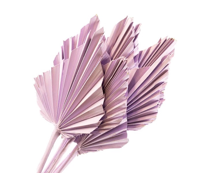 Palm Spear Lilac Wash