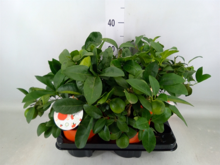 <h4>Citrus limetta</h4>