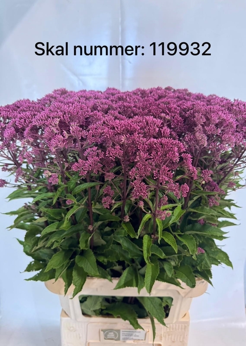<h4>Eupatorium Mac Atropurpurea</h4>