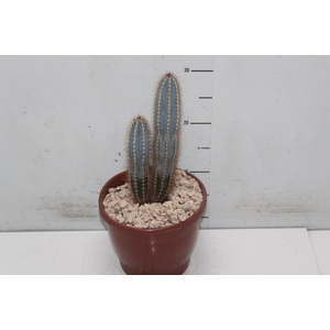 CACTUS VARIADO P19