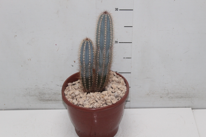 CACTUS VARIADO P19