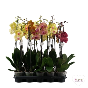 Phalaenopsis geel/oranje - 2 tak 70cm