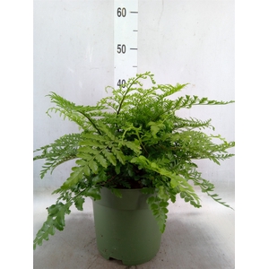 Asplenium parvati