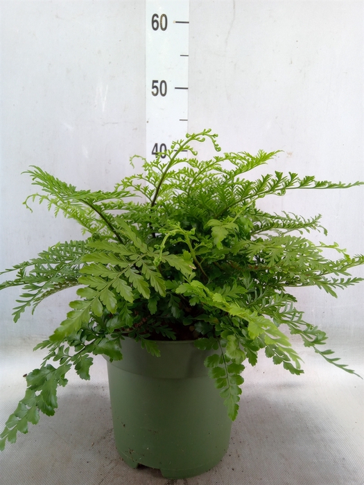 <h4>Asplenium parvati</h4>