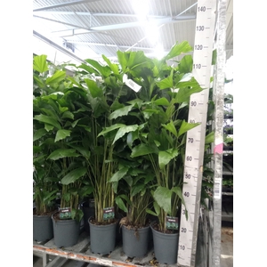Caryota mitis