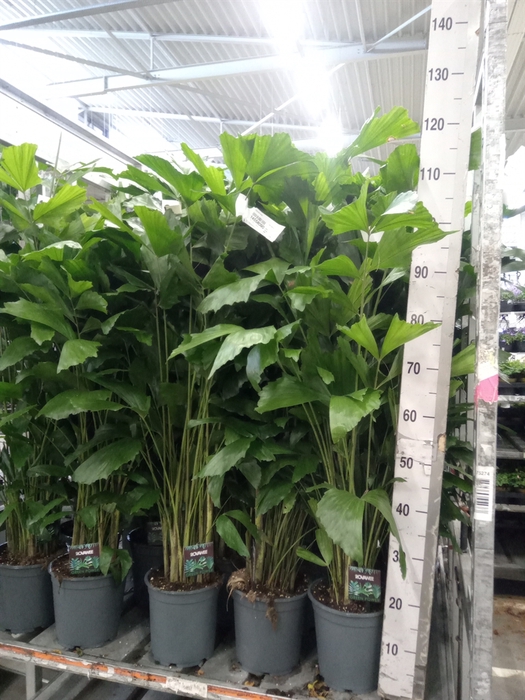 <h4>Caryota mitis</h4>