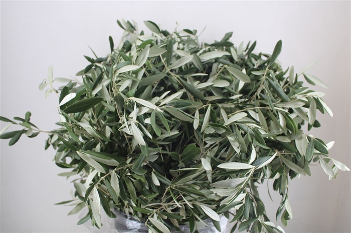 <h4>Olijf 400gr P Bunch</h4>