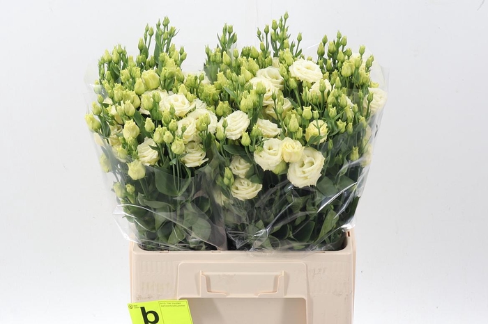 <h4>Eus G Rosi Yellow</h4>