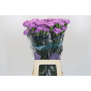 Dianthus St Florigene Moonaqua