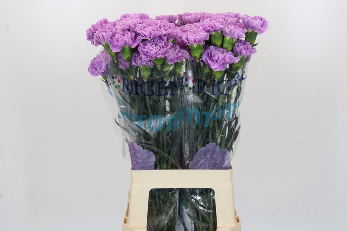 <h4>Dianthus St Florigene Moonaqua</h4>