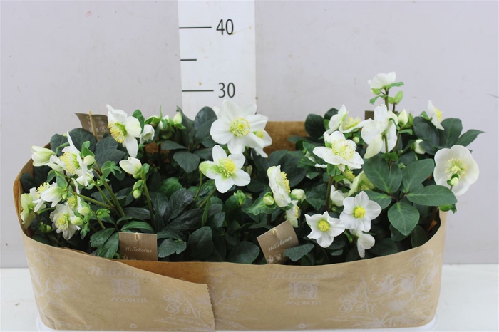 <h4>Helleborus Ni Chr Carol 12+ X</h4>