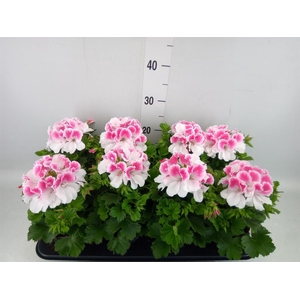 Pelargonium gran.   ..