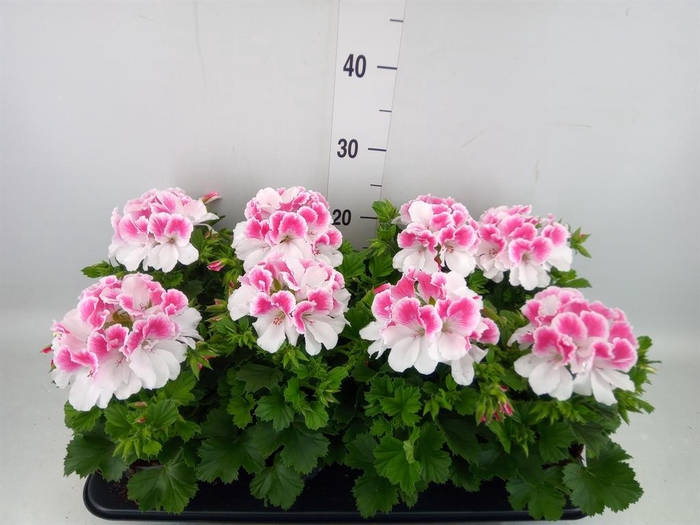 <h4>Pelargonium gran.   ..</h4>