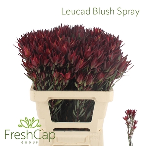 Leucad Blush Spray